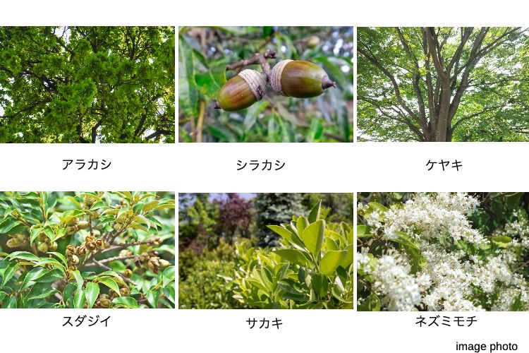 スカイティアラの植栽計画